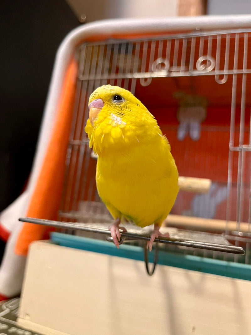 お気に入りの写真を
アップロードする。